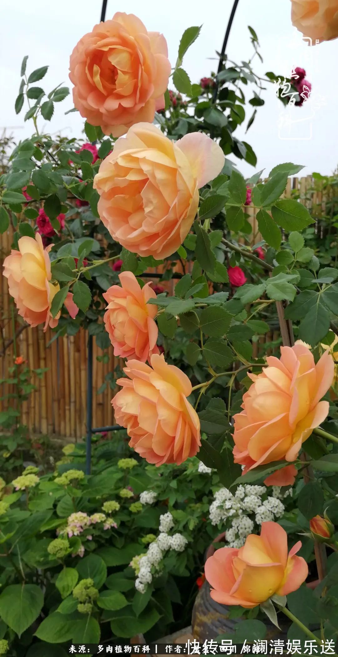 一定要爱着点什么，恰是草木对光阴的柔情！