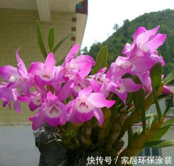 盘点10种漂亮的耐阴花，家里采光不好也能养，专为北阳台而生