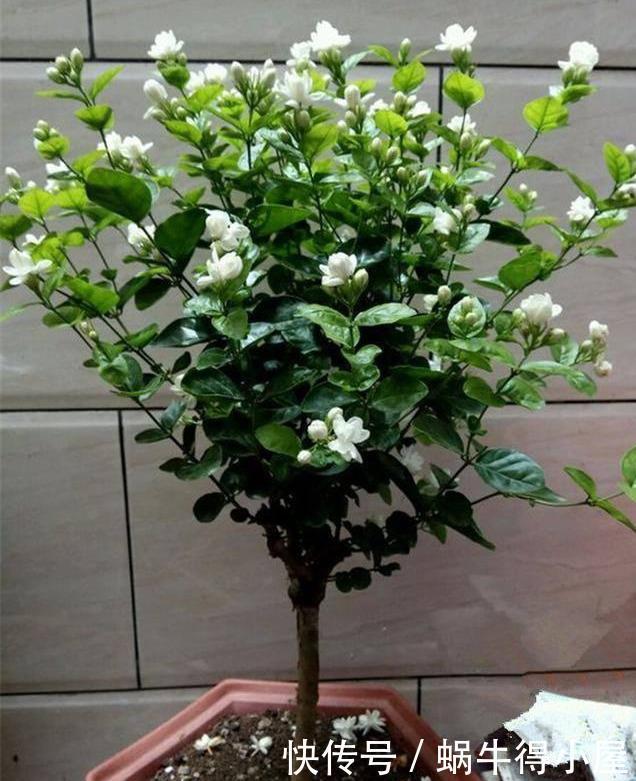 阳台|4种漂亮花,自带“体香”,阳台养一盆,满屋香水味