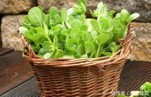 野菜|野菜中的养生之王，大城市花高价钱也难买，乡下却随处可见！