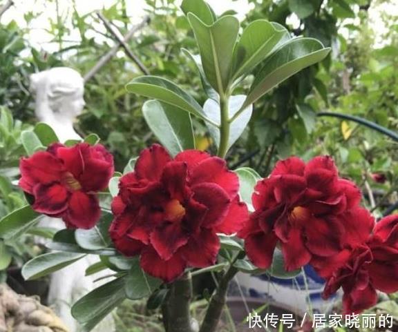 现在养沙漠玫瑰,耍点小手段,开花一波接一波,轻松开爆盆