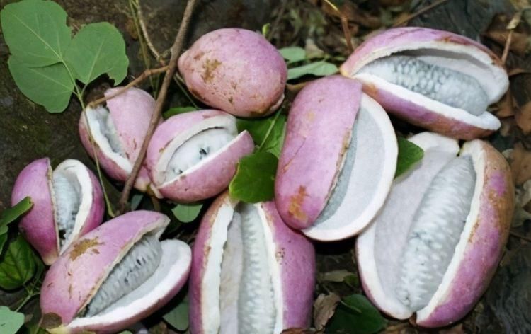 大肚子|人到中年想长寿,推荐多吃3种食物,补足气血、改善体质!