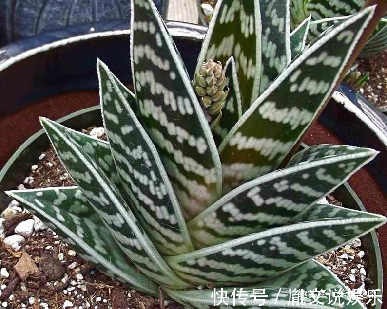 这种芦荟容易开花，叶子有蛇皮般的纹理，耐旱耐阴，为啥还能养死