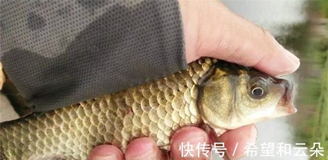 红糖水|红糖加麦粒，再加这一步骤，小鱼闹窝也有大鲫鱼开口！