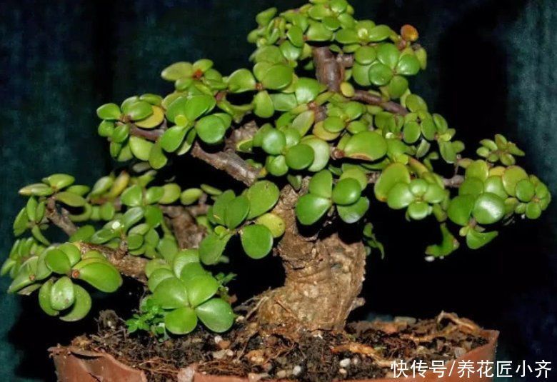 三种可以养成树的“多肉”,不仅漂亮又好养,而且夏季也不休眠