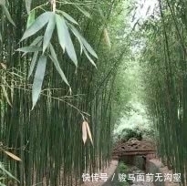 国家4A级景区，道教七十二福地之首楼观台，去一次就够了