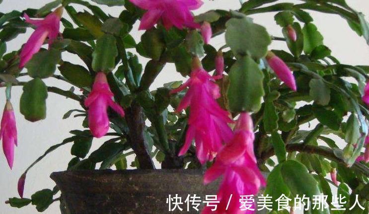 蟹爪兰叶子发软，没精神，再不此样做，只怕冬季难开花，快瞧瞧吧