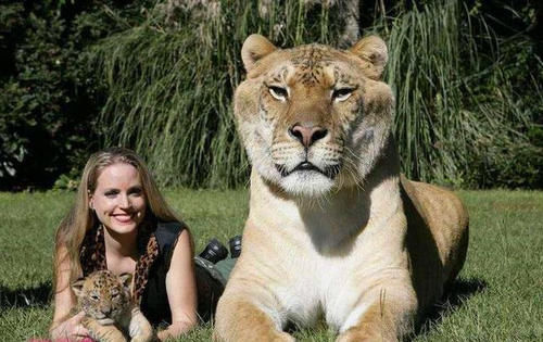  有何|古代人说“虎生三子，必有一彪”。那么彪是什么？跟普通小老虎有何不同？