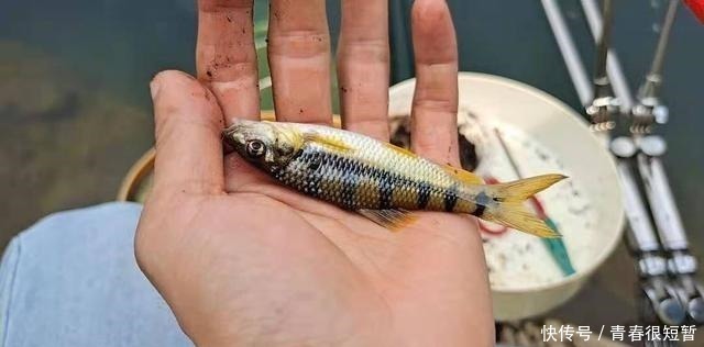 溪石斑，鱼体虽小价格昂贵，很多钓鱼人根本不懂如何垂钓！