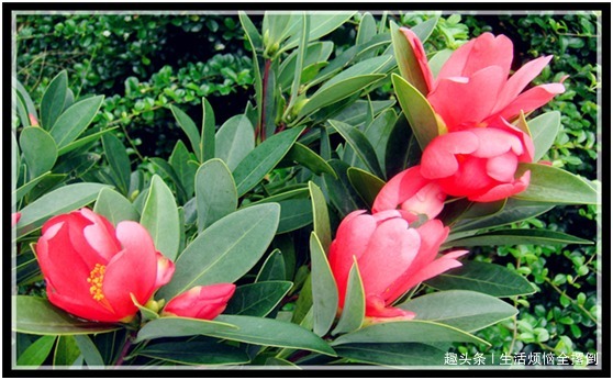 可以四季开花的红山茶,养护注意这几点,新手也能养爆盆