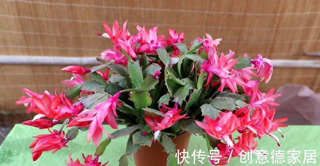 花海|秋天养花首选这5种，天气凉爽长势好，现在养几盆，春节开出花海