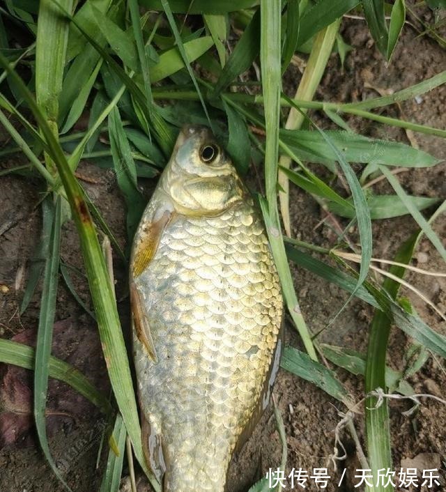 向高龄钓友请教的“摇三摇”钓法,毫无保留的分享给大家