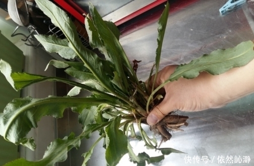 老农靠种植这种野草,给孩子买上了车,了解后都知道它的作用