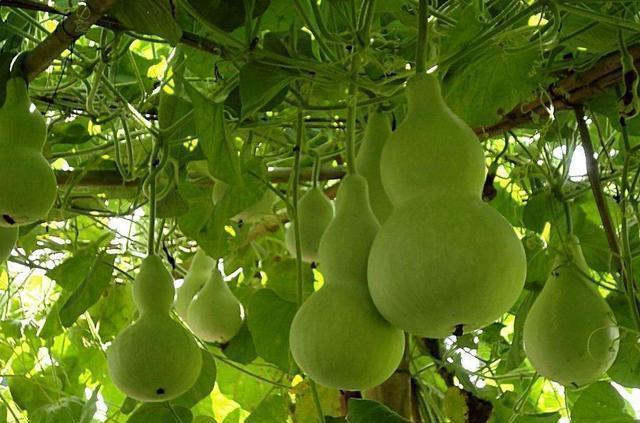 有庭院的强烈推荐种这3种水果树,有花,有果实,满满的幸福感