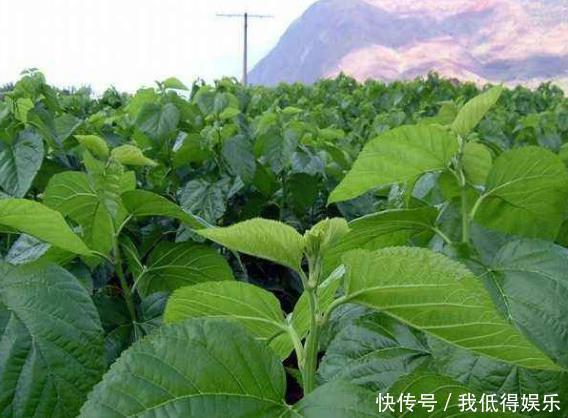  桑叶茶|一叶治百病经常用此“叶子”泡水喝，血液畅通，轻松赶走疾病