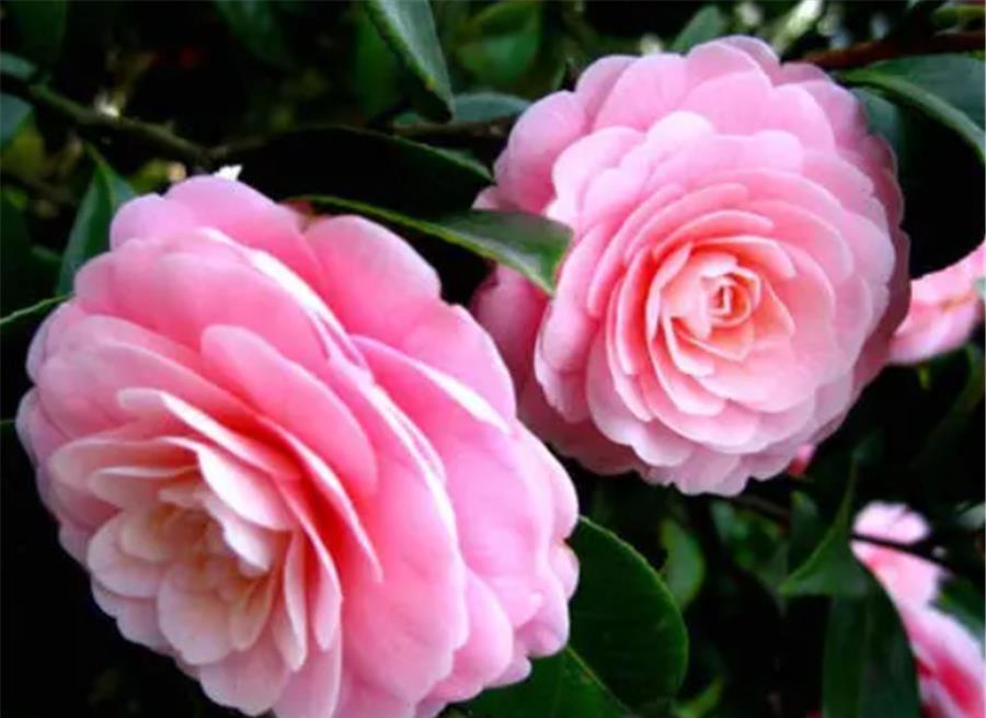 花苞|夏天养茶花,3个错误不能犯,难怪新叶发黄花苞少