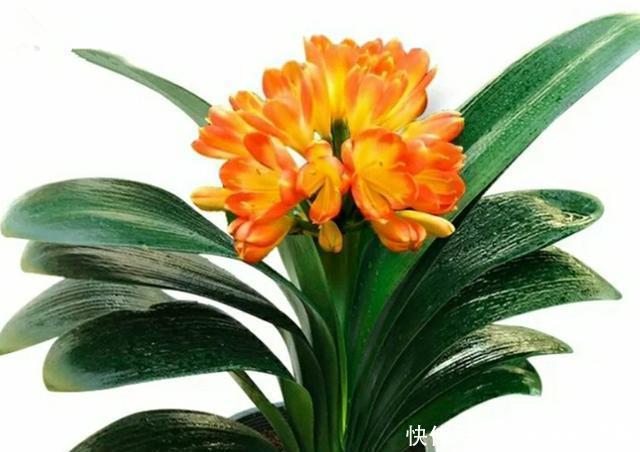 给虎皮兰和君子兰加点零食，比施肥长得好，常年长势茂盛