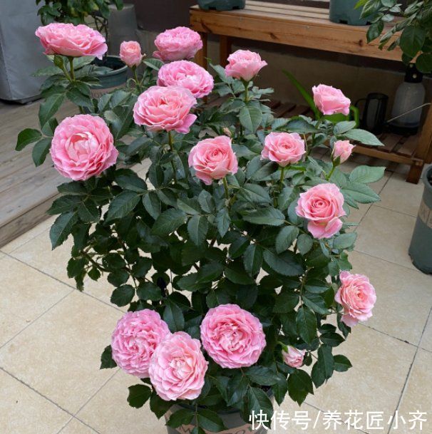 花苞|如果你养着月季，想要秋季连续开爆，按照三步走，最少开2次