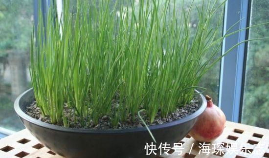 盆栽|4步教你盆栽小葱,又粗又“肥硕”,不用再去菜市场买啦