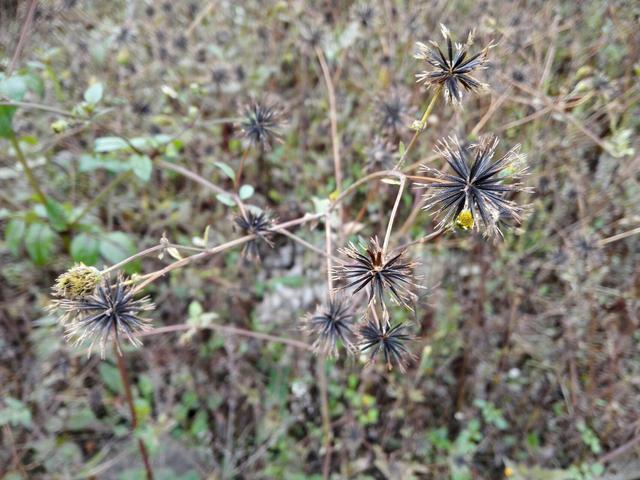 野草|这种野草,人称“鬼针草”,人们看着绕道走,有人却想靠它发财!