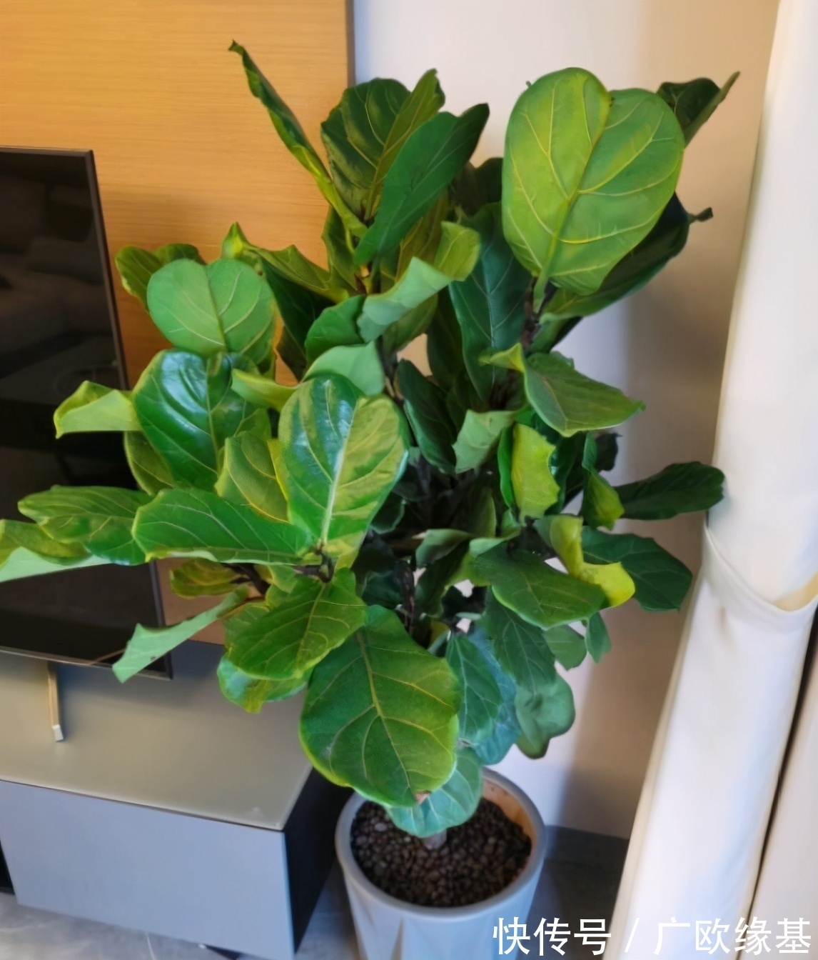 养花在“精”不在多,3个养花的“坏习惯”,想养好花要改掉