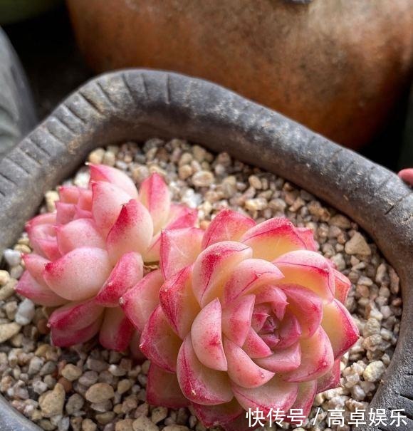 养好多肉很容易,工地挖点河沙,纯河沙也能养多肉,根系超发达