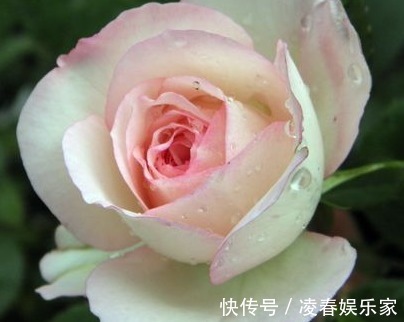 大戟科大戟属|适合懒人养的几朵花,比三角梅还能开花,花期养护超简单