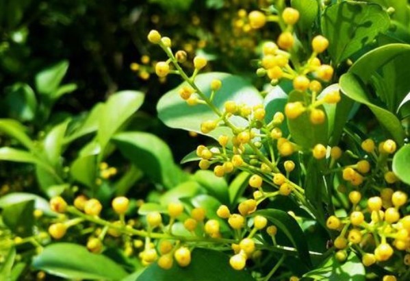 香味|开花植物没香味关键原因有2点，给它做充足，只要开花满屋飘香