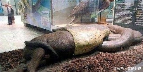 遭遇蟒蛇并被蛇吞,一把锋利的刀可以自救吗