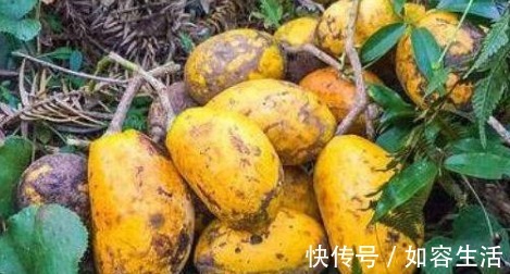 紫薯|女性想要皮肤好,不妨常吃3种食物,养颜补血,延缓衰老