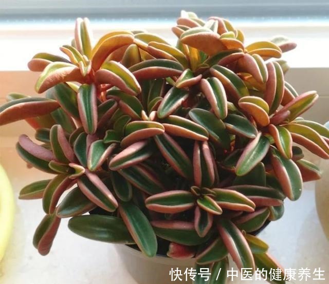 别养绿萝了,这20种耐阴植物,养在家里更合适!