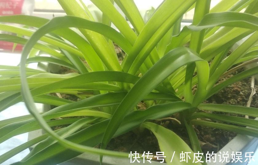 吊兰经常黄叶,干尖,烂根,实践证明这些要点做好了,就可以避免