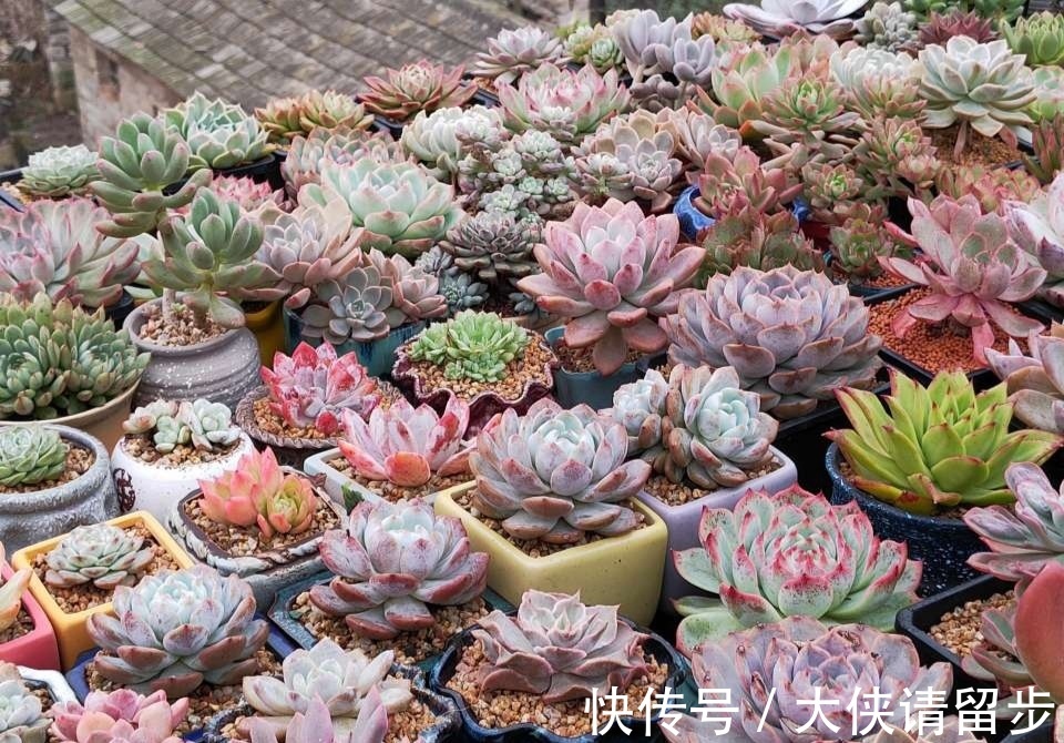 “人养花三年,花养人一生!”家居盆花100种,总有几款你喜欢