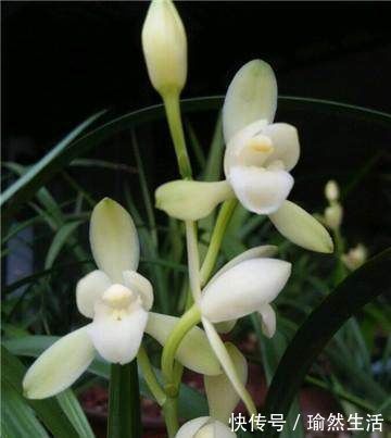 这2样东西放兰花水里，兰花用了，长的猛快