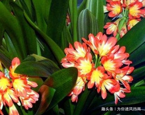 家养君子兰总是难开花养花高手教你轻松养到花开爆满盆