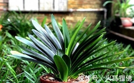 为什么你养了5年的君子兰就是不开花，要满足三个条件才能开花