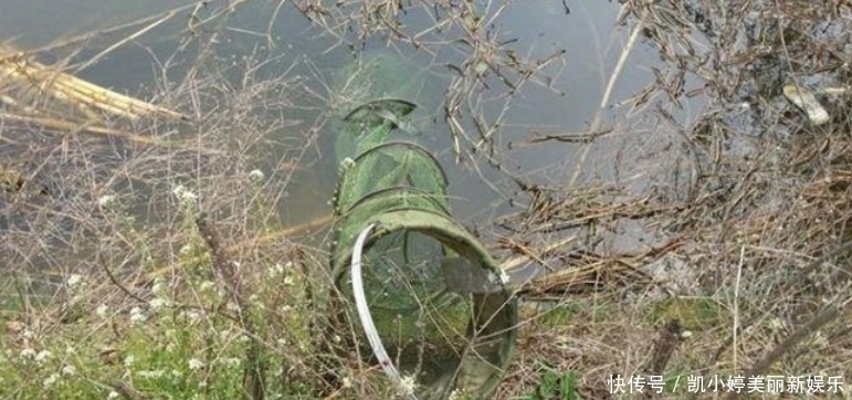 初夏钓鲫鱼,选择草窝处