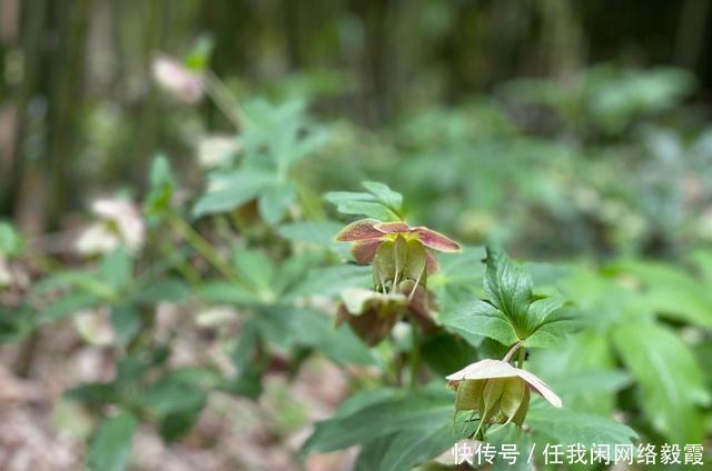 拥抱人间四月天，铁筷子花太罕见