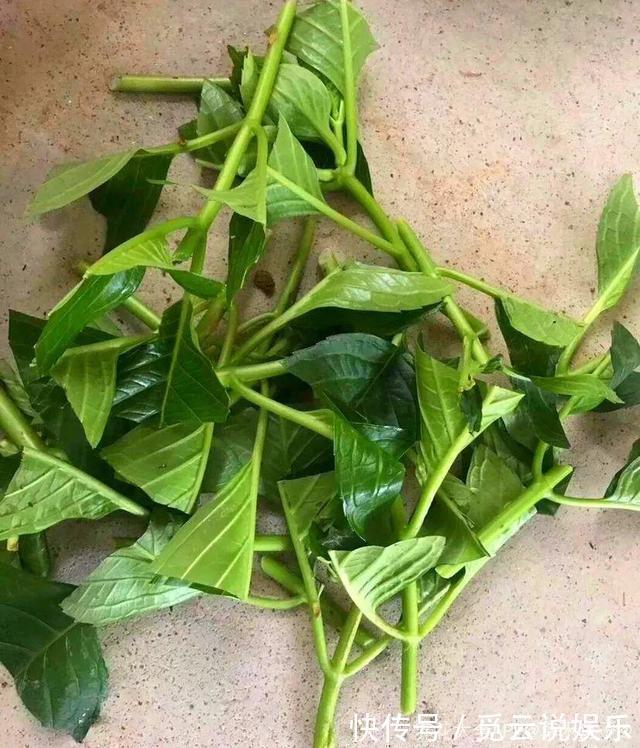 枝条|最近1个月，5种花赶紧“扦插”，生根快、长得旺，错过等明年