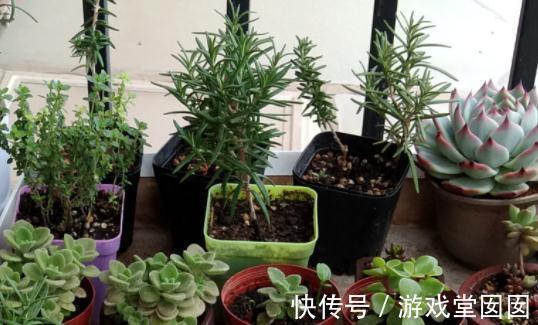 6种香草盆栽,掐个叶子就能吃,味道清香四溢!