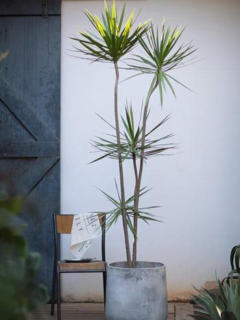 稀有|六种稀有的观赏植物,你见过几种,又养过哪些呢?