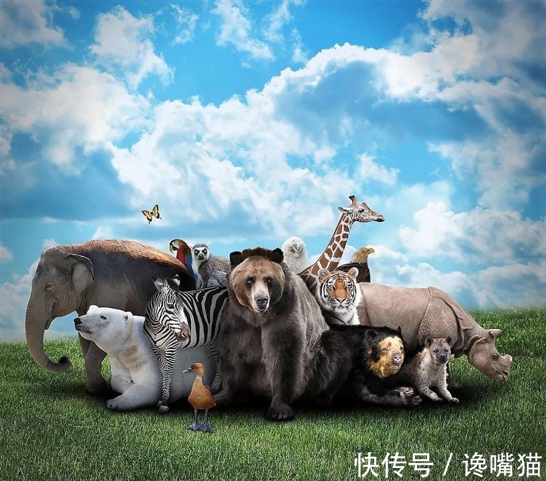 |自然界的“笑话”:每年有成千上万的鱼群,被河马粪便活活憋死?