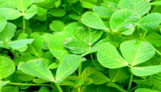 杜鹃花科越橘属|人到中年,适合吃的食物,排毒养颜,调理肠胃,预防妇科疾病