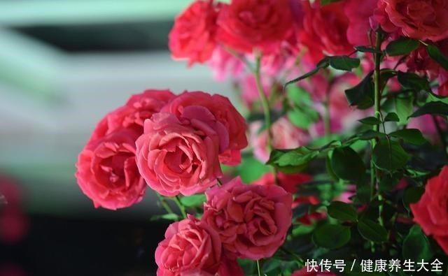 “8种花”进入6月活性高,枝条插盆就生根,不怕黑腐,长得旺!