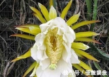 失眠|女性不想老太快,每天吃一点此菜,皱纹大肚子消失了,失眠也好了