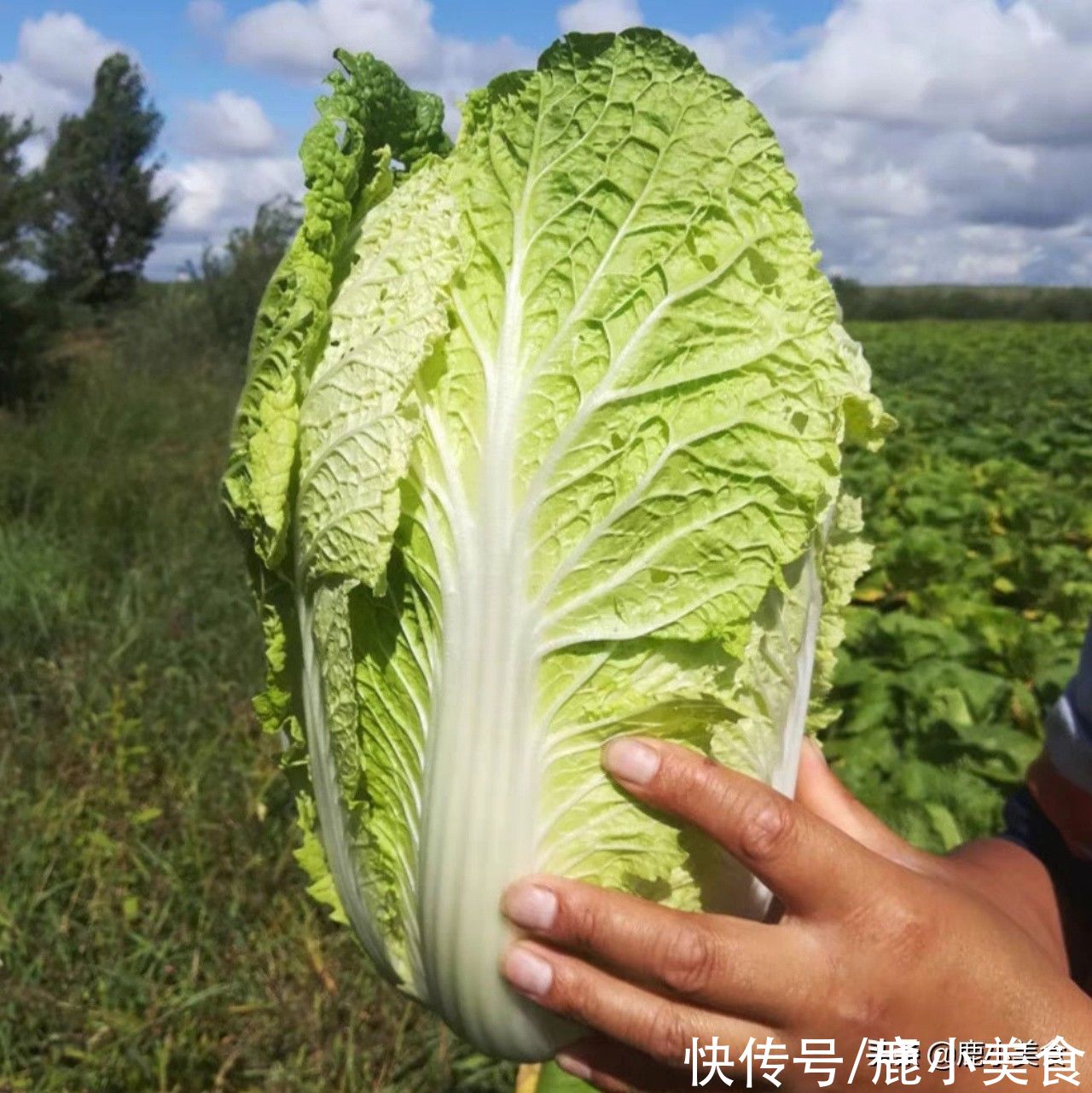 食物|霜降前后，该吃“3白3绿2红2黑”食物了，顺应时节，家人健康迎冬