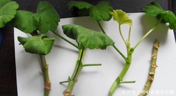 来年|入冬后,扦插这4样植物,成活率高,来年还会开出漂亮的花