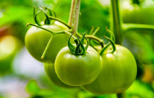 西红柿|入秋后,孕妇“安胎”牢记“4吃5不吃”,增强抵抗力助力母婴健康