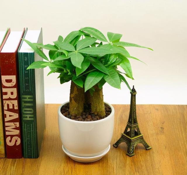 想把发财树养得枝繁叶茂,三个关键要做到位