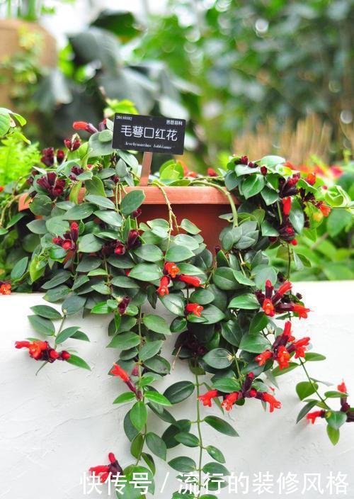 开花|忘了绿萝吧,试试3种吊兰花,好养又好看,是家庭盆栽佳品!